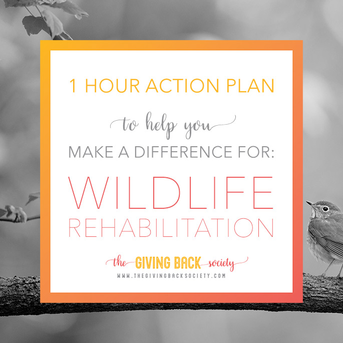 How you can help wildlife rehabilitation | The Giving Back Society