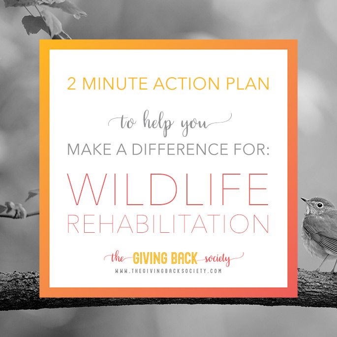 How to Help Wildlife Rehabilitators | The Giving Back Society