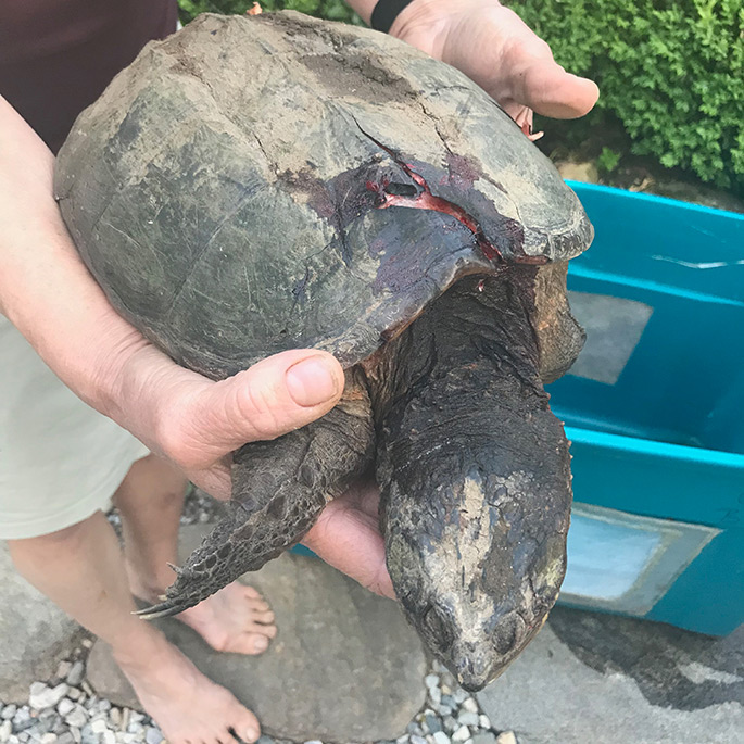 Snapping Turtle Rescue Attempt