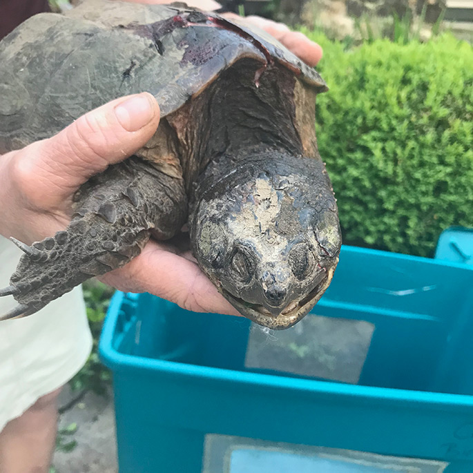 Snapping Turtle Rescue Attempt