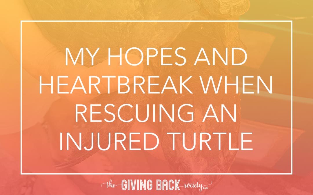 My Hopes and Heartbreak When Rescuing an Injured Turtle
