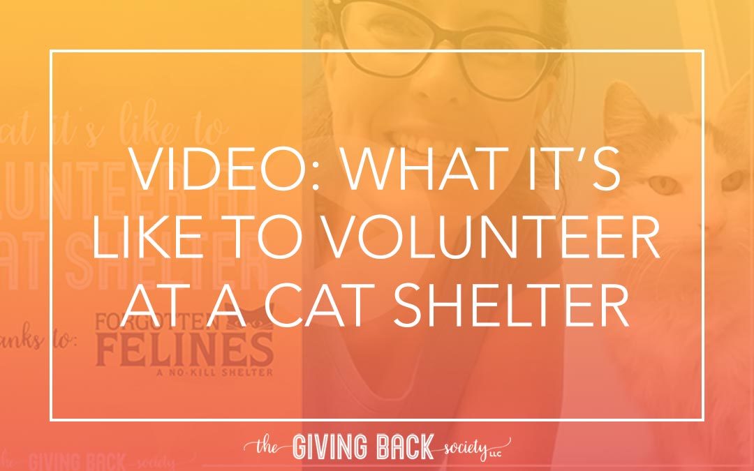 VIDEO: WHAT IT’S LIKE TO VOLUNTEER AT A CAT SHELTER