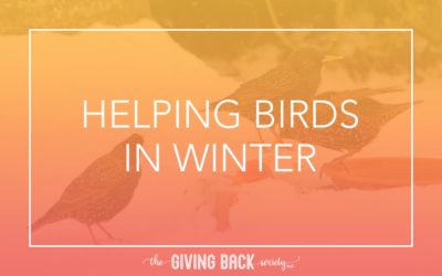 HELPING BIRDS IN WINTER