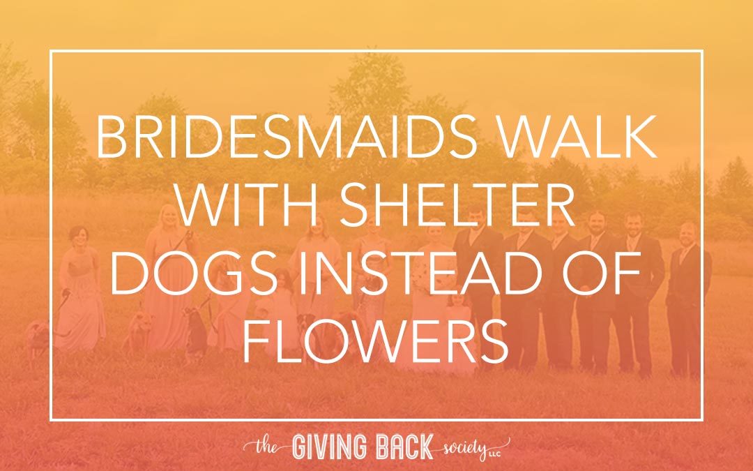 BRIDESMAIDS WALK WITH SHELTER DOGS INSTEAD OF FLOWERS
