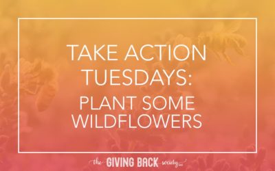 TAKE ACTION TUESDAYS: PLANT SOME WILDFLOWERS